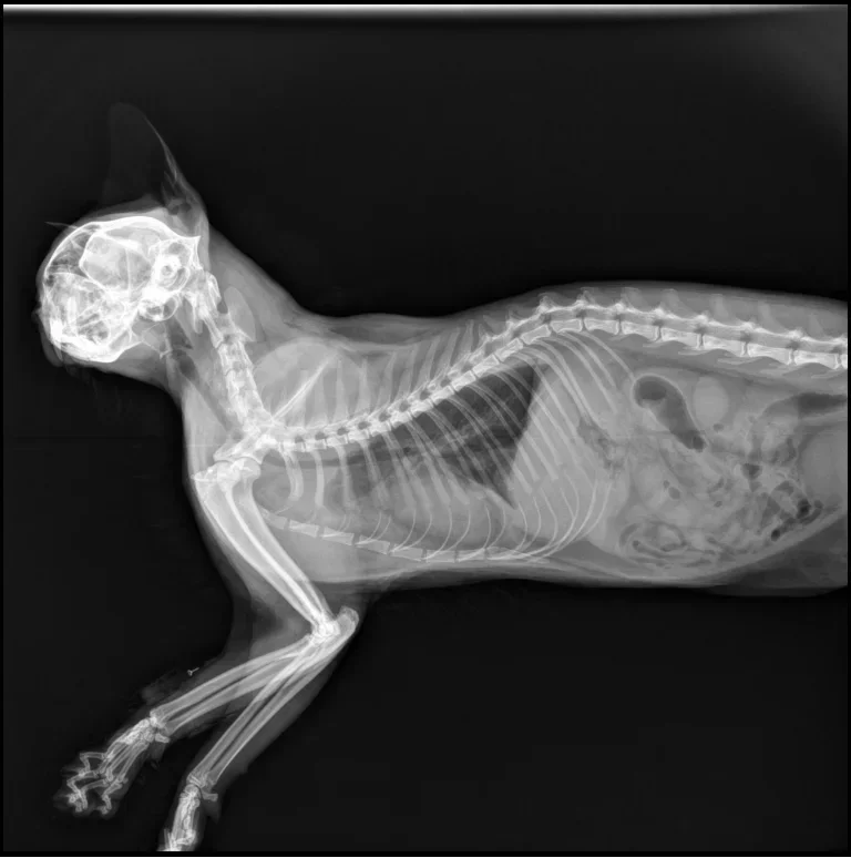 17*17 Düz Panel Dedektörlü Vet - Veterinary X-Ray incelemesi ve fiyatı